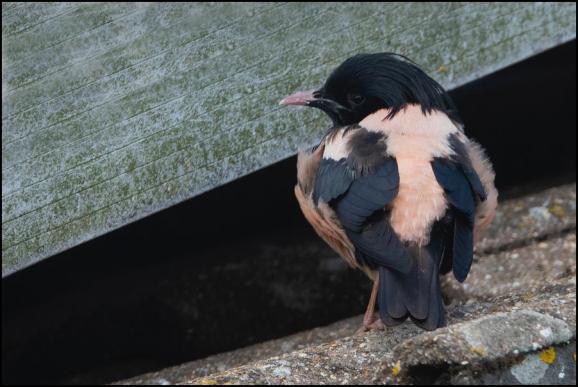 Rose-coloured Starling 190720 1