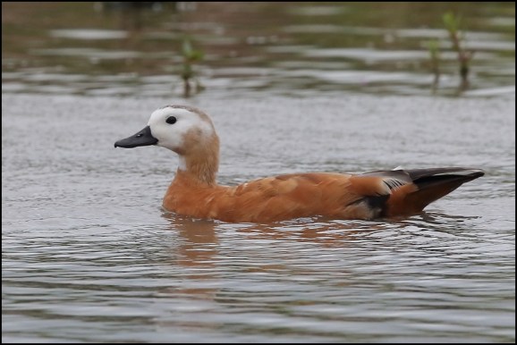 Ruddy Shelduck 050720