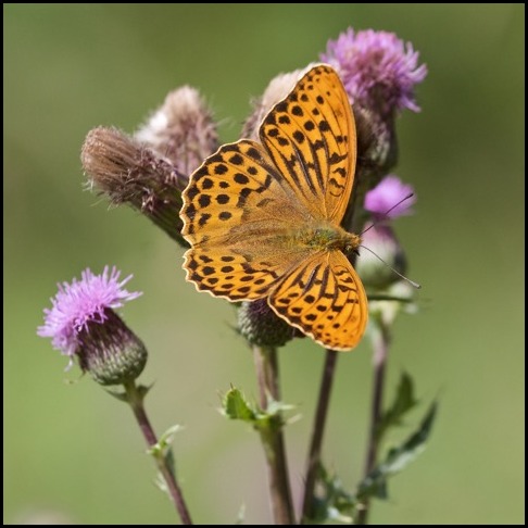 Silver-washed Fritillary 200720