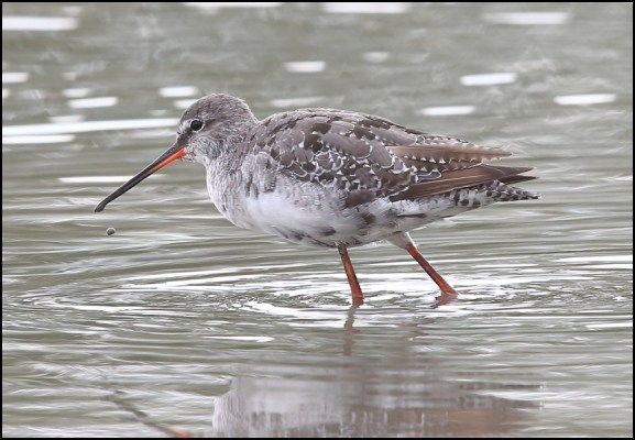 Spotted Redshank 250720
