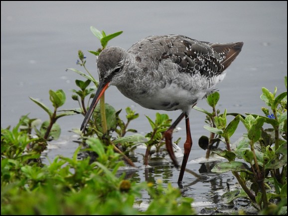 Spotted Redshank 270720 2