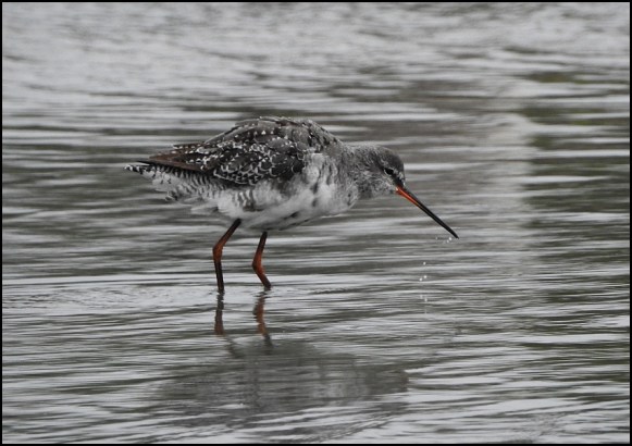 Spotted Redshank 270720