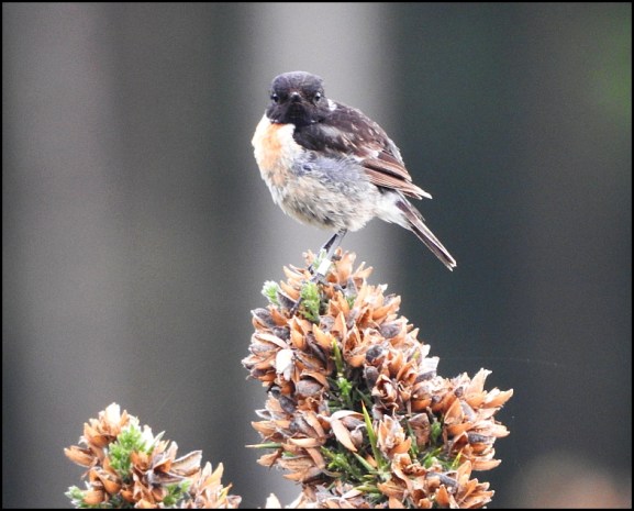 Stonechat 180720