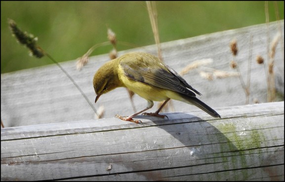 Willow Warbler 300720