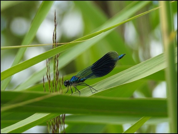 Banded Demoiselle 030820