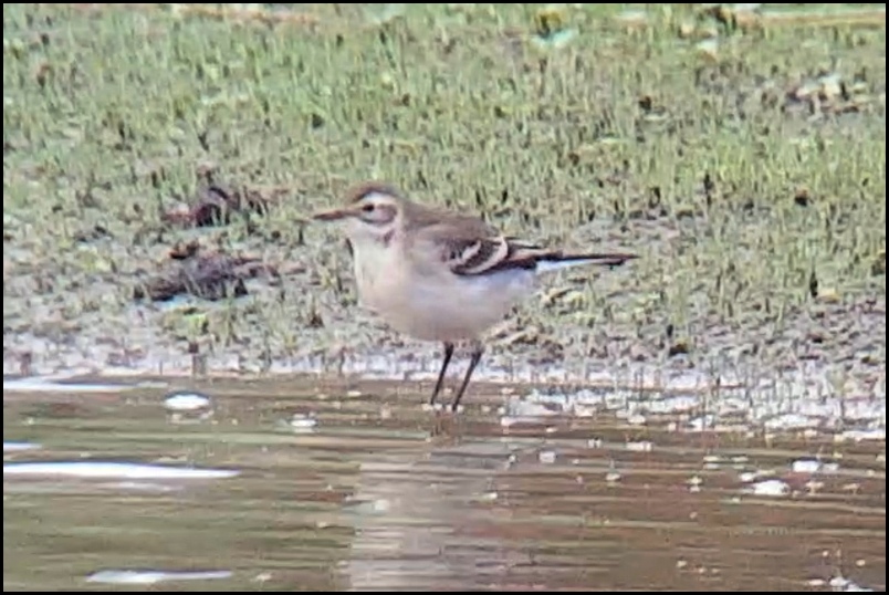 Citrine Wagtail 150820 1