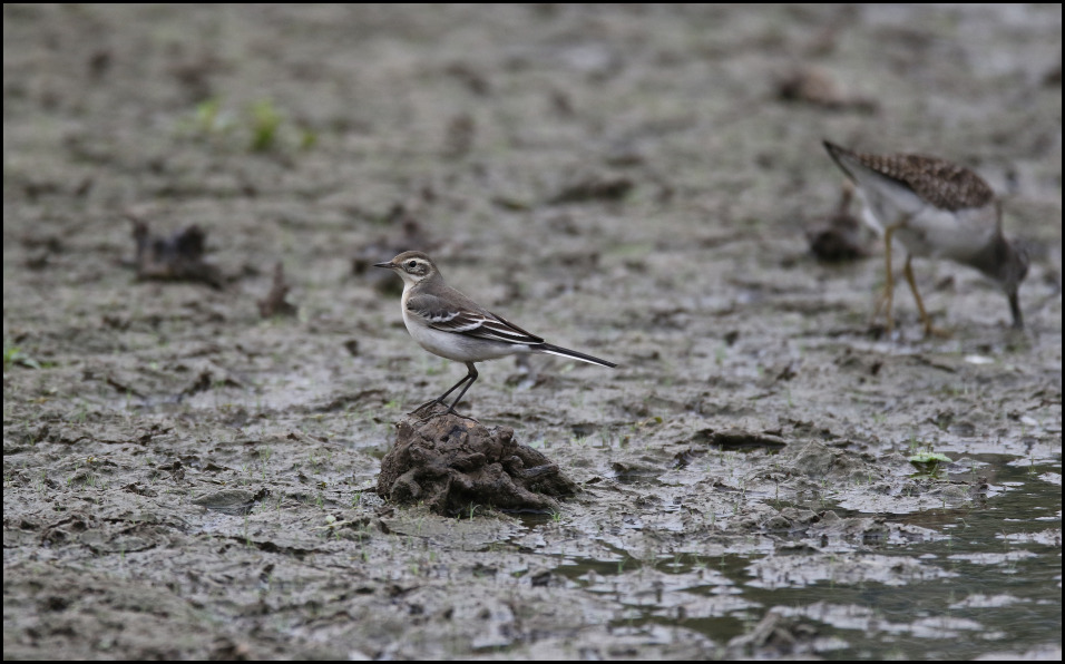 Citrine Wagtail 150820 3