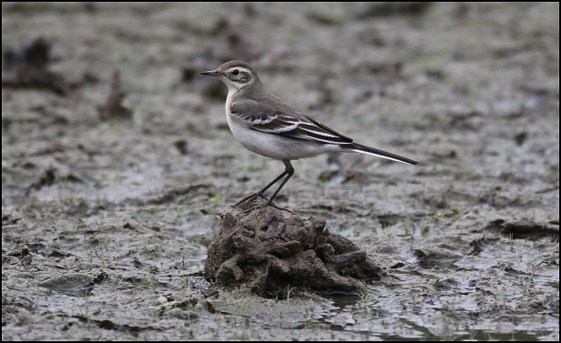 Citrine Wagtail 150820 4