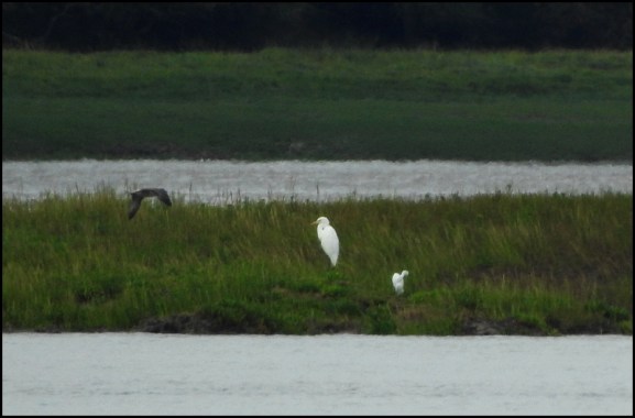 Great White Egret 070820