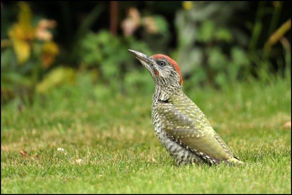 Green Woodpecker 1 050820