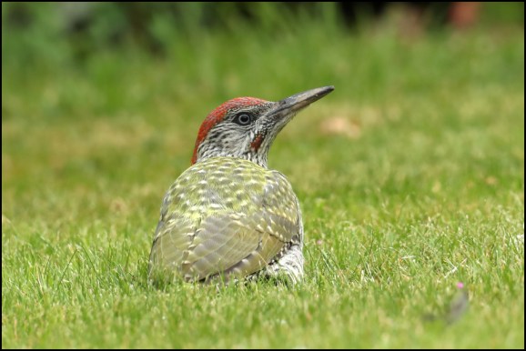 Green Woodpecker 2 050820