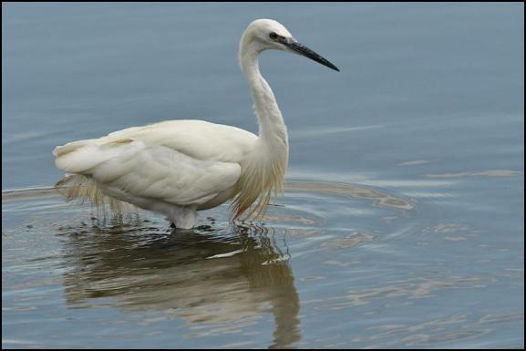 Little Egret 070820