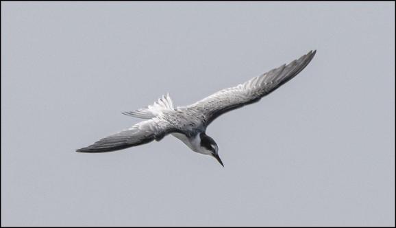 Little Tern 090820 1