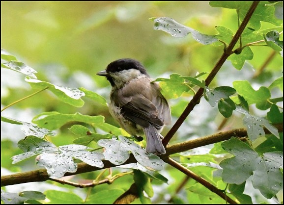 Marsh Tit 050820