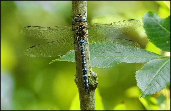 Migrant Hawker 120820