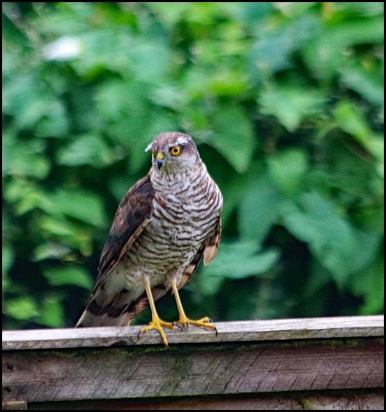 Sparrowhawk 170820