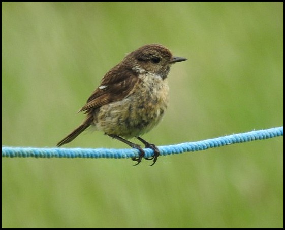 Stonechat 040820