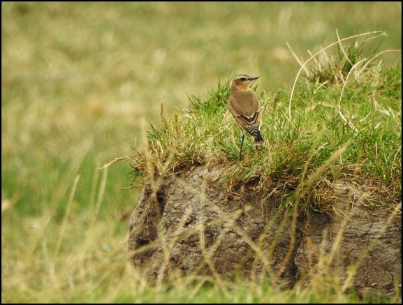 Wheatear 060820
