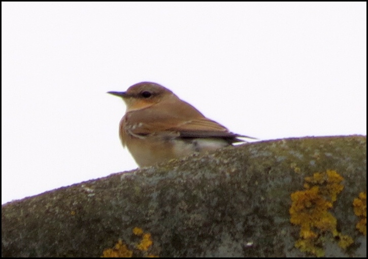 Wheatear 150820