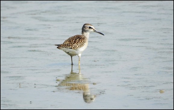 Wood Sandpiper 110820