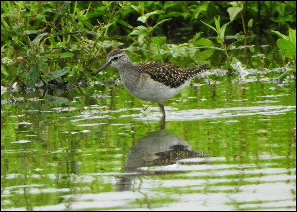 Wood Sandpiper 150820