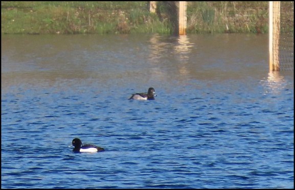 Ring-necked Duck by Duerden Cormack (taken 24th)
