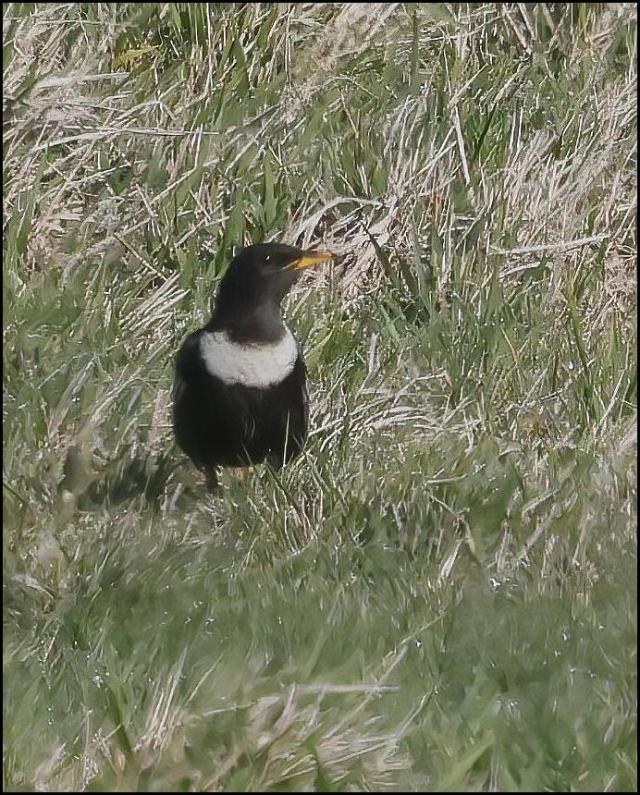 Ring Ouzel Rspb Monday 13th April 2026